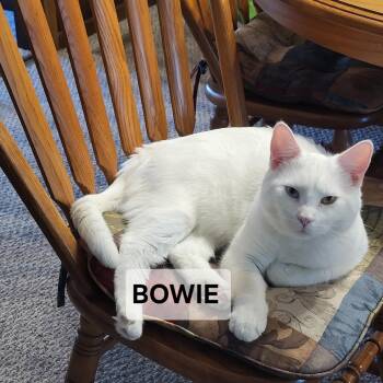 Domestic Short Hair Cats Available for Adoption - Bowie | PetCurious