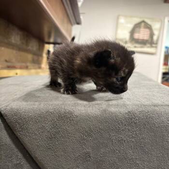 Domestic Medium Hair Cats Available for Adoption in Park Row, Texas - J.K. Rowling | PetCurious