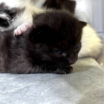 Domestic Medium Hair Cats Available for Adoption in Park Row, Texas - Suzanne Collins | PetCurious