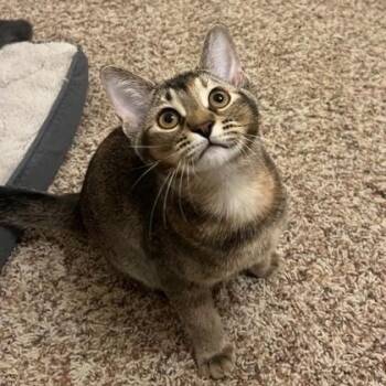 Rescue Domestic Short Hair Cats for Adoption in Warr Acres, Oklahoma - Toothless | PetCurious