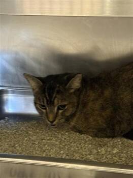 Rescue Domestic Short Hair Cats for Adoption in Largo, Florida - Meeki | PetCurious