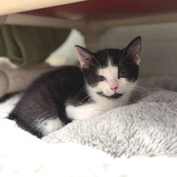 Domestic Short Hair Cats Available for Adoption in Marshall, Virginia - Blackberry | PetCurious