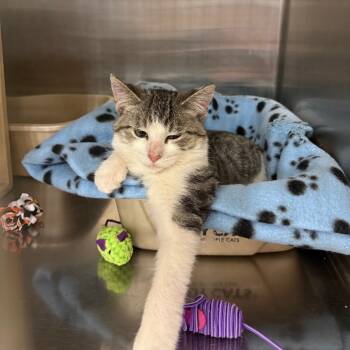 Rescue Domestic Short Hair Cats for Adoption in Granby, Missouri - Mikey | PetCurious