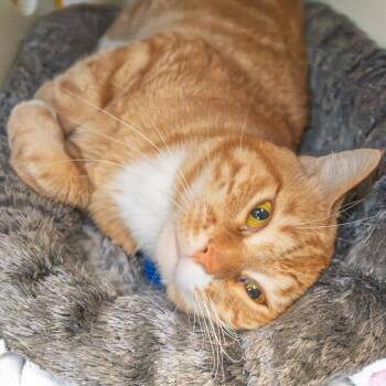 Domestic Short Hair Cats Available for Adoption in South Elgin, Illinois - Lionblaze | PetCurious