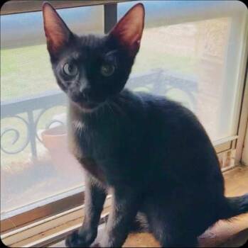 Furious George -  Domestic Short Hair Cat for Adoption in Warr Acres, Oklahoma - Furious George | PetCurious