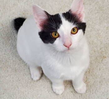 Rescue American Bobtail and Domestic Short Hair Cats for Adoption in Cincinnati, Ohio - Special | PetCurious