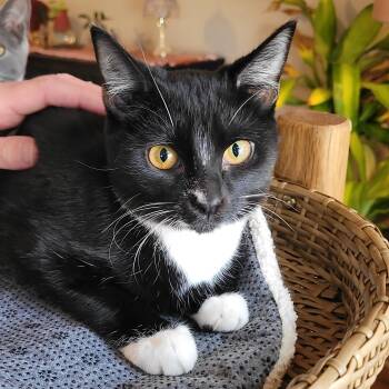 Rescue Domestic Short Hair Cats for Adoption in Indianapolis, Indiana - Halee | PetCurious