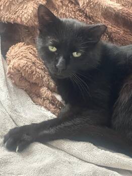 Domestic Short Hair Cats Available for Adoption in Holmdel, New Jersey - Dimitry | PetCurious