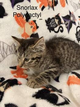 Snorlax -  Extra Toes Cat Hemingway Polydactyl Cat Available for Adoption in Clarksville, Tennessee - Snorlax | PetCurious