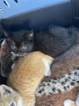 Domestic Short Hair Cats Available for Adoption in Palmetto, Florida - A135831 | PetCurious