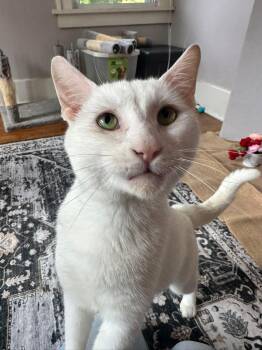 Rescue Domestic Short Hair Cats for Adoption in Hermitage, Pennsylvania - Bombay | PetCurious