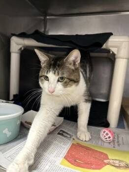 Rescue Domestic Short Hair Cats for Adoption in Morristown, New Jersey - Tommy | PetCurious