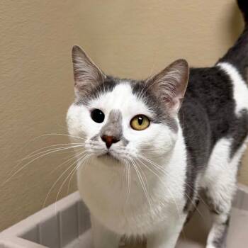 Domestic Short Hair Cats Available for Adoption in State College, Pennsylvania - Ocho | PetCurious