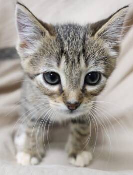 Purrito -  Domestic Short Hair Cat for Adoption in Thief River Falls, Minnesota - Purrito | PetCurious