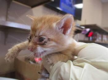 PERRY -  Domestic Short Hair Cat for Adoption in Ocala, Florida - PERRY | PetCurious