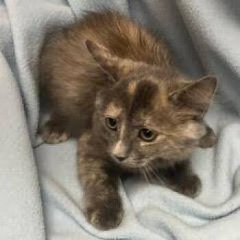 Dove -  Dilute Tortoiseshell Cat for Adoption in Green Valley, Arizona - Dove | PetCurious