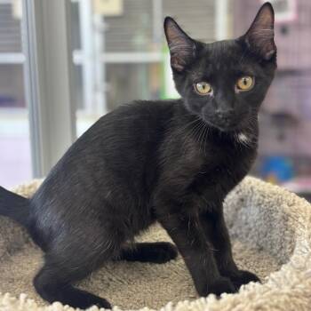 Grover -  Domestic Short Hair Cat for Adoption in Marshalltown, Iowa - Grover | PetCurious