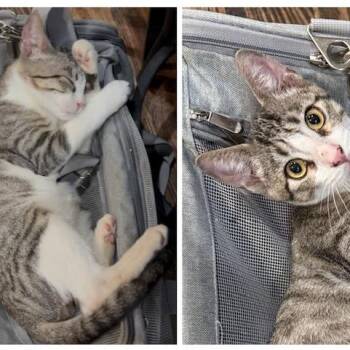 Timmy -  Domestic Short Hair Cat for Adoption in San Antonio, Texas - Timmy | PetCurious