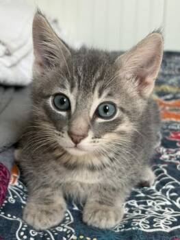 Ichi (# 1) -  Domestic Short Hair Cat for Adoption in Arlington, Washington - Ichi (# 1) | PetCurious