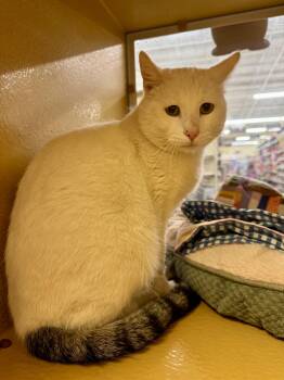 Domestic Short Hair Cats Available for Adoption - Ansel/Angel | PetCurious