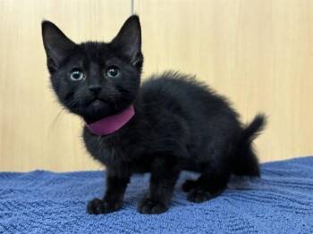 PULOTU -  Domestic Short Hair Cat for Adoption in Brentwood, Missouri - PULOTU | PetCurious