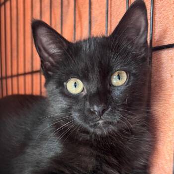 Nyx -  Domestic Short Hair Cat for Adoption in Salisbury, Massachusetts - Nyx | PetCurious