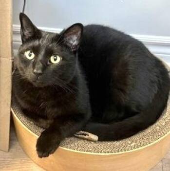 Buddy (bonded with Oreo) -  Domestic Short Hair Cat for Adoption in Vaughan, Ontario - Buddy (bonded With Oreo) | PetCurious