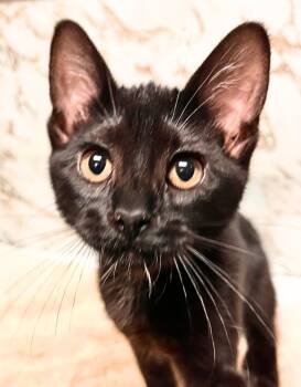 Macarena -  Domestic Short Hair Cat for Adoption - Macarena | PetCurious