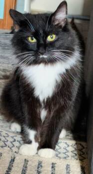Domestic Long Hair Cats Available for Adoption in Battle Creek, Michigan - Nami | PetCurious