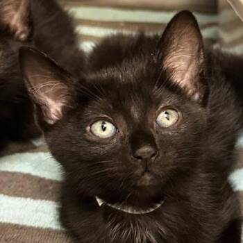 Twinbee -  Domestic Short Hair Cat for Adoption in Walnut Creek, California - Twinbee | PetCurious