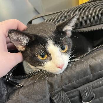 Domestic Long Hair Cats Available for Adoption - Sweet Corn | PetCurious