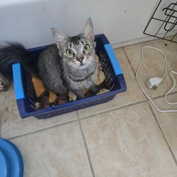 Dulce -  Domestic Long Hair and Maine Coon Cat for Adoption in Long Beach, California - Dulce | PetCurious