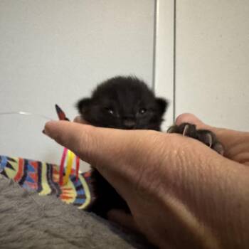 Lacey -  American Shorthair Cat for Adoption in Freeport, Florida - Lacey | PetCurious