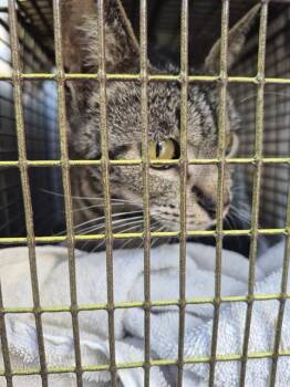 Domestic Short Hair Cats Available for Adoption in San Antonio, Texas - COVE | PetCurious
