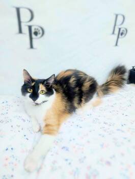 Lady Mow Mow -  Domestic Long Hair Cat for Adoption in Social Circle, Georgia - Lady Mow Mow | PetCurious