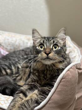 Domestic Medium Hair and Tabby Cats Available for Adoption in Dallas, Texas - Mr Fluffypants | PetCurious