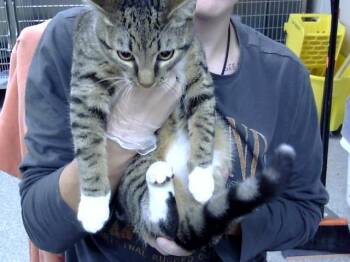 Rescue Domestic Short Hair Cats for Adoption in Pasadena, Texas - SUGER COOKIE | PetCurious