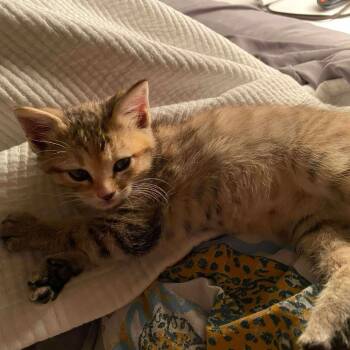 Rescue Domestic Short Hair Cats for Adoption in Fort Worth, Texas - Jane | PetCurious