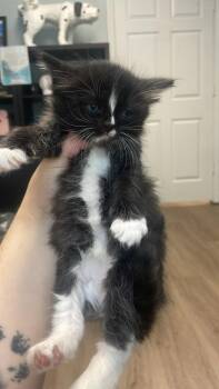 LadieBug -  Domestic Long Hair and Domestic Short Hair Cat Available for Adoption in Lawrenceville, Georgia - LadieBug | PetCurious