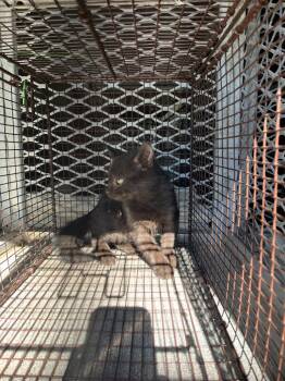 Rescue Domestic Short Hair Cats for Adoption in New Braunfels, Texas - Witch | PetCurious