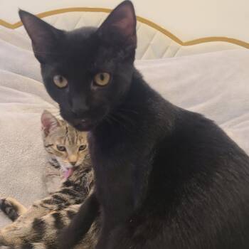 Tachalla -  Domestic Short Hair Cat for Adoption in Sunrise, Florida - Tachalla | PetCurious