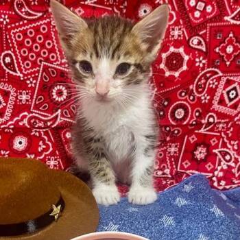Wyatt Earp -  Domestic Short Hair Cat Available for Adoption in Boerne, Texas - Wyatt Earp | PetCurious