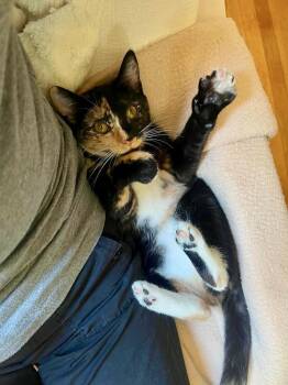 Carly -  Domestic Short Hair Cat for Adoption in Groveland, Massachusetts - Carly | PetCurious