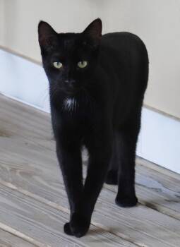 Echo -  Domestic Short Hair Cat for Adoption in North Fort Myers, Florida - Echo | PetCurious