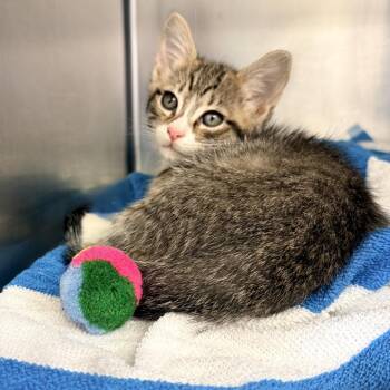 Spidey -  Domestic Short Hair Cat for Adoption in Palm Springs, California - Spidey | PetCurious