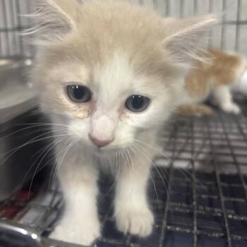 Ernie -  Domestic Short Hair Cat for Adoption in Clanton, Alabama - Ernie | PetCurious