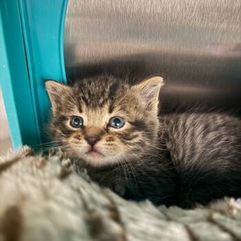 Rescue Domestic Short Hair Cats for Adoption in Spring Hill, Kansas - Matt | PetCurious