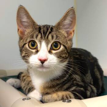 Bingo -  Domestic Short Hair Cat for Adoption in Woodinville, Washington - Bingo | PetCurious