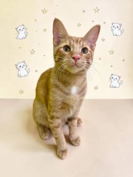 Renny - playful and likes cats -  Domestic Short Hair Cat for Adoption in Austin, Texas - Renny - Playful And Likes Cats | PetCurious