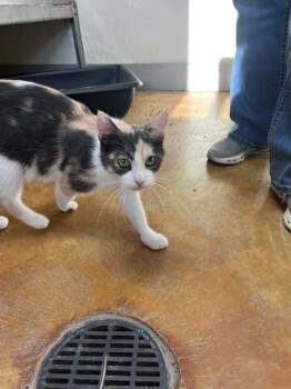 Izzy -  Calico and Domestic Short Hair Cat for Adoption in Austin, Minnesota - Izzy | PetCurious